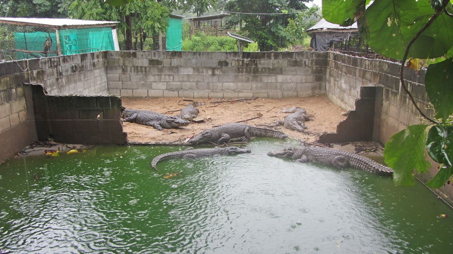 ลงพื้นที่ติดตามการเพาะเลี้ยงสัตว์น้ำควบคุม (จระเข้) และการเลี้ยงปลาในกระชัง