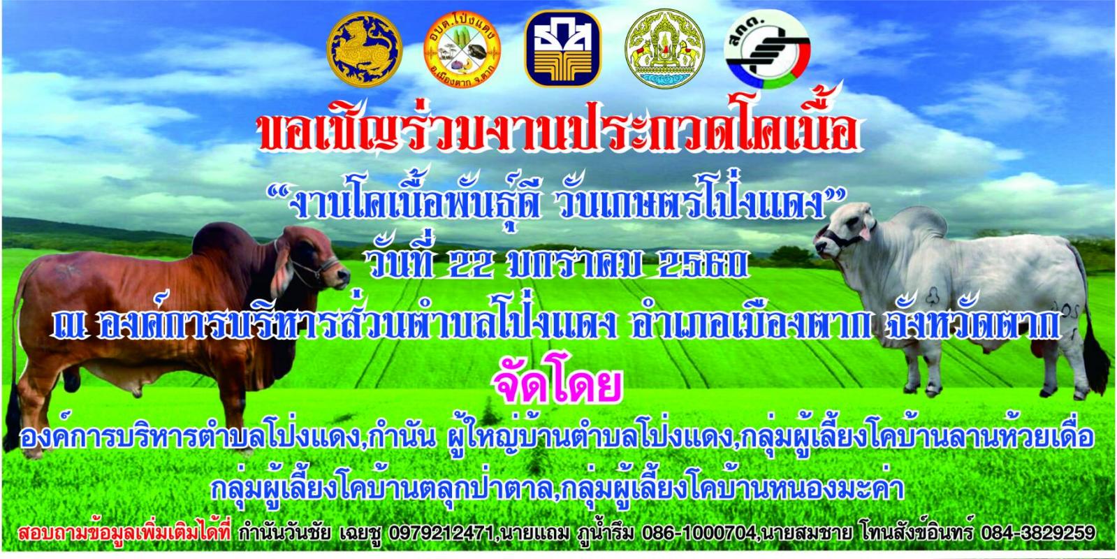 ประชาสัมพันธ์งานประกวดโคเนื้อ 