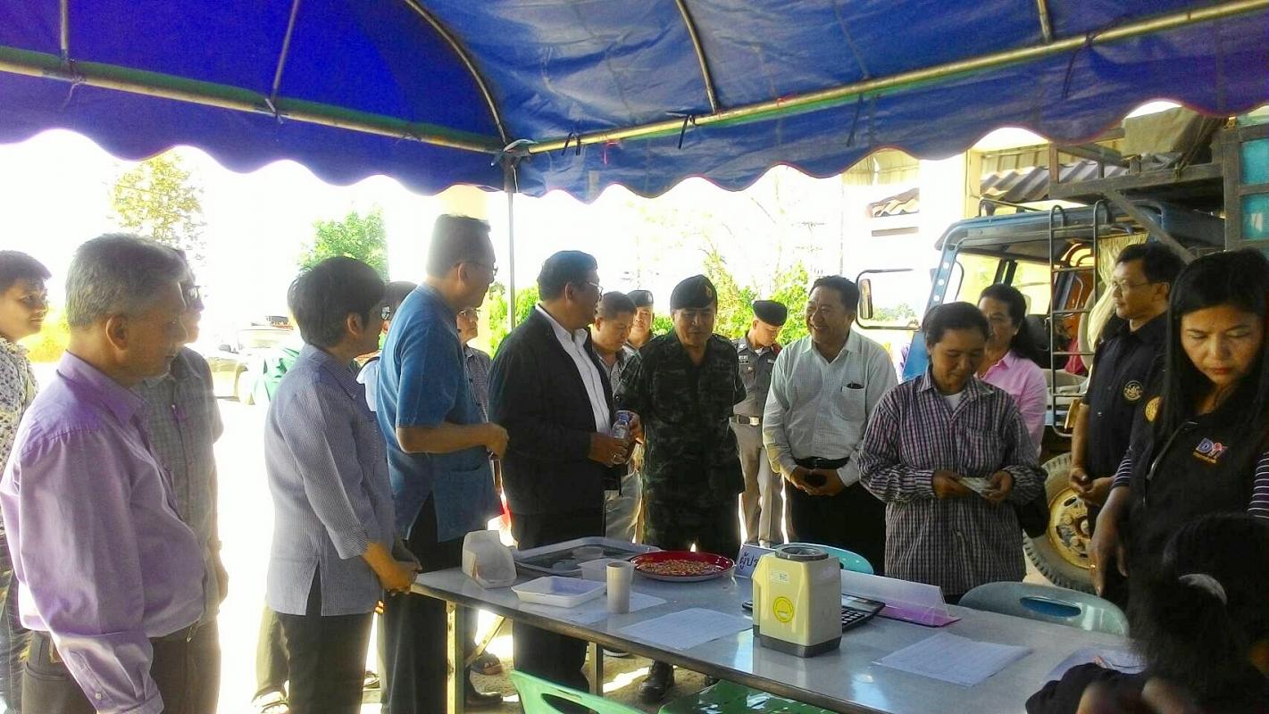 เริ่มแล้ว โครงการตลาดนัดข้าวโพดเลี้ยงสัตว์ ปีการผลิต 2560/61