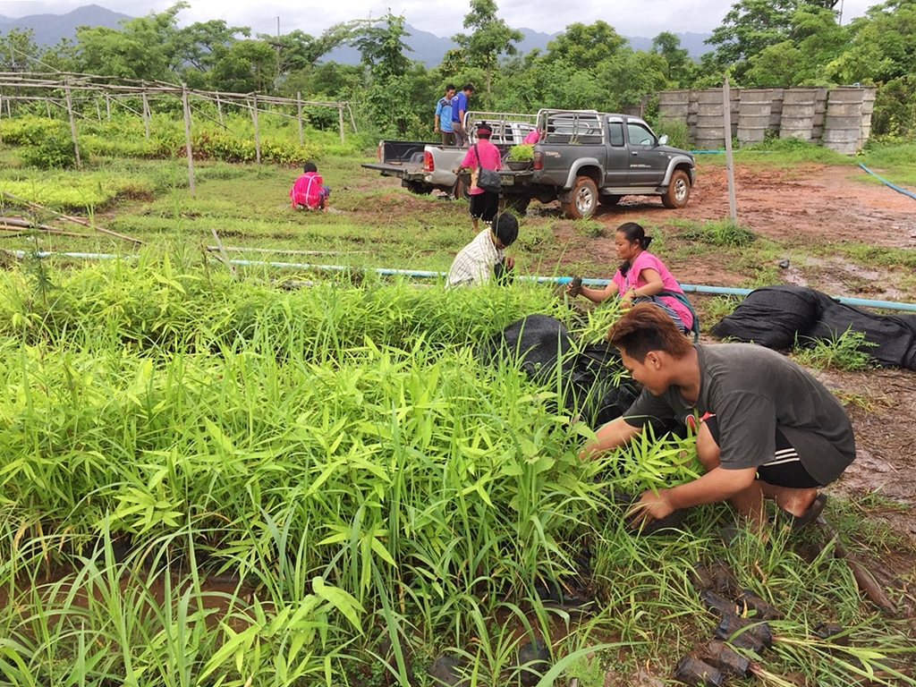ลงพื้นที่ขอรับการสนับสนุนกล้าพันธุ์ไผ่ สถานีเพาะชำกล้าไม้แม่สอด จังหวัดตาก