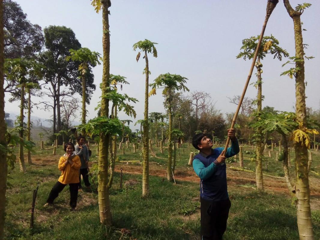 ดำเนินการจัดตั้งแปลงสาธิต การตัดแต่ง ฟื้นฟู สวนมะละกอและระบบการให้น้ำอัจฉริยะ
