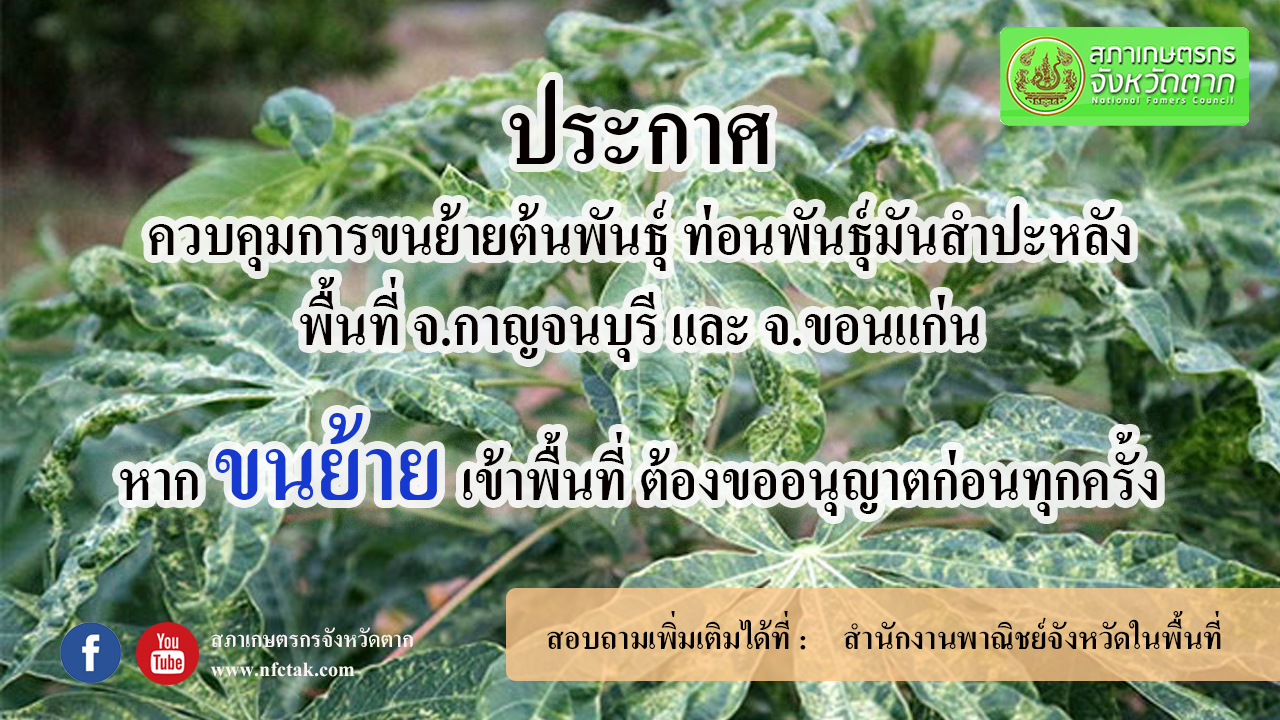 ประกาศควบคุมการขนย้ายต้นพันธุ์ ท่อนพันธุ์มันสำปะหลัง ในพื้นที่จังหวัดกาญจนบุรี และจังหวัดขอนแก่น