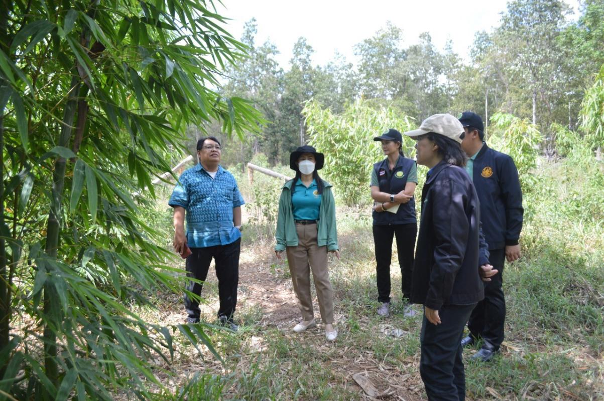 การลงพื้นที่วางแนวทางการส่งเสริมปลูกไผ่เชิงพาณิชย์ เพื่อขยายผลให้กับเกษตรกรในพื้นที่จังหวัดตาก