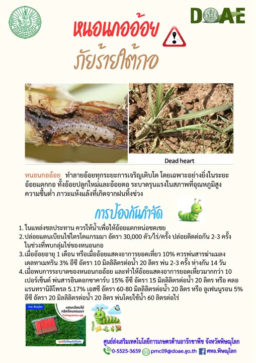 ประชาสัมพันธ์ : แจ้งเตือนการระบาดศัตรูพืชหนอนกออ้อยภัยร้ายใต้กอ